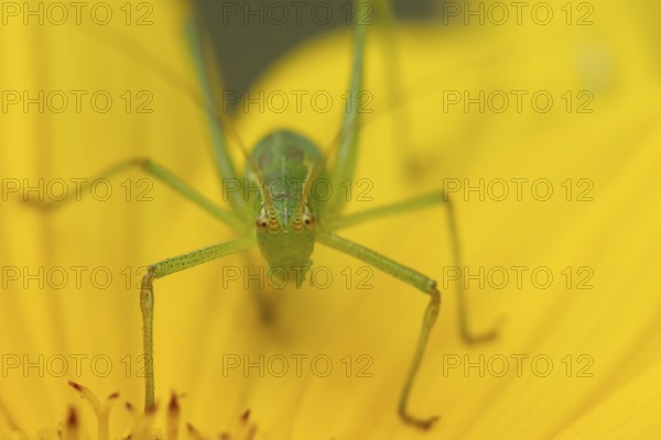 Speckled bush cricket (Leptophyes punctatissima) adult insect on a garden Sunflower flower in the summer, England, United Kingdom