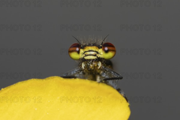 Large red damselfly (Pyrrhosoma nymphula) adult insect feeding on a fly on a garden yellow Kingcup pond plant flower in the summer, England, United Kingdom