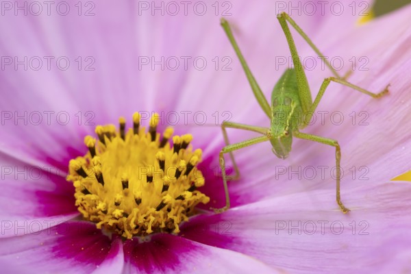 Speckled bush cricket (Leptophyes punctatissima) adult insect on a garden Cosmos flower in the summer, England, United Kingdom