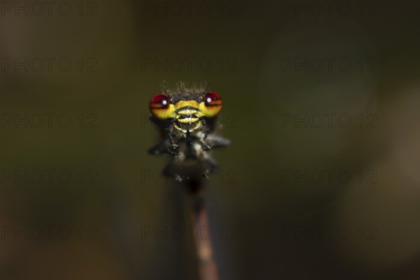 Large red damselfly (Pyrrhosoma nymphula) adult insect head portrait in the summer, England, United Kingdom