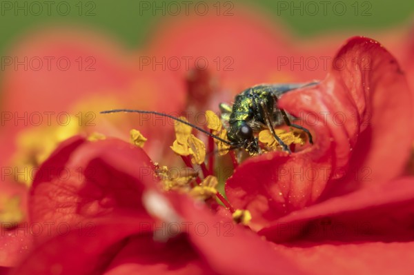Thick-legged flower beetle (Oedemera nobilis) adult insect feeding on a garden red Geum flower in summer, England, United Kingdom