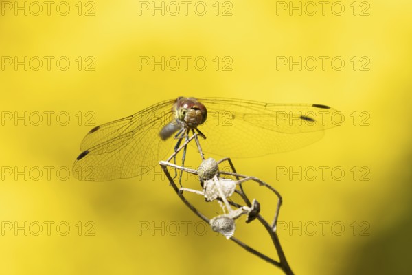 Common darter dragonfly (Sympetrum striolatum) adult insect on a plant seedhead in summer, England, United Kingdom