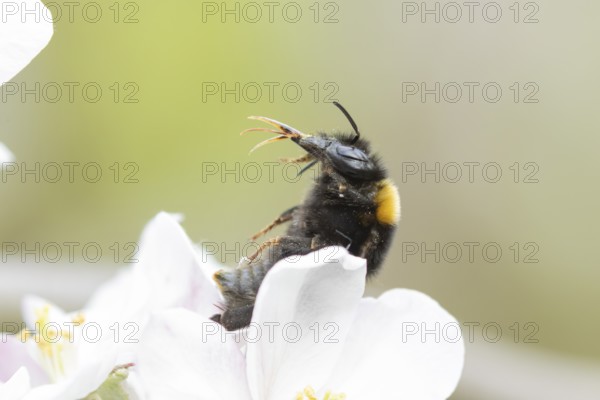 Buff tailed bumble bee (Bombus terrestris) adult insect on apple tree flowers in the springtime, England, United Kingdom