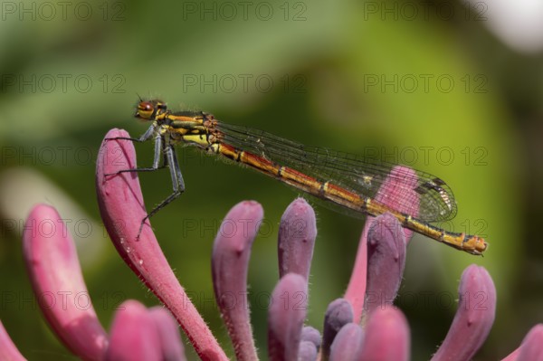 Large red damselfly (Pyrrhosoma nymphula) adult insect on a garden Clematis flower in the summer, England, United Kingdom