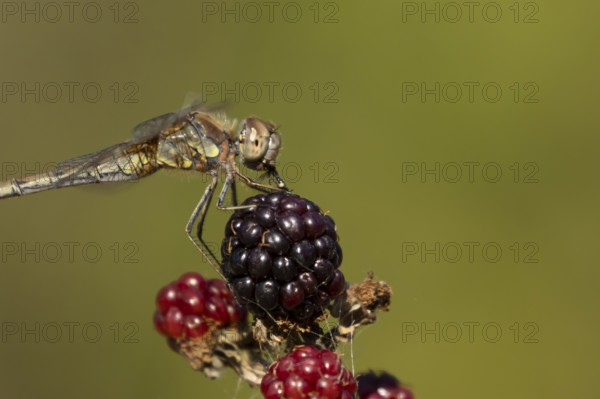 Common darter dragonfly (Sympetrum striolatum) adult insect feeding on a fly while resting on blackberries fruit in the summer, England, United Kingdom