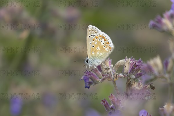 Common blue butterfly (Polyommatus icarus) adult insect feeding on garden Catmint flowers in the summer, England, United Kingdom