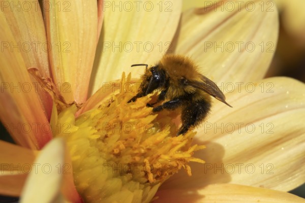 Common carder bumble bee (Bombus pascuorum) adult insect feeding on a garden Dahlia flower in the summer, England, United Kingdom