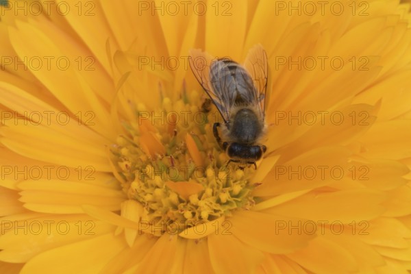 Honey bee (Apis mellifera) adult insect feeding on an orange garden pot marigold flower in the summer, England, United Kingdom
