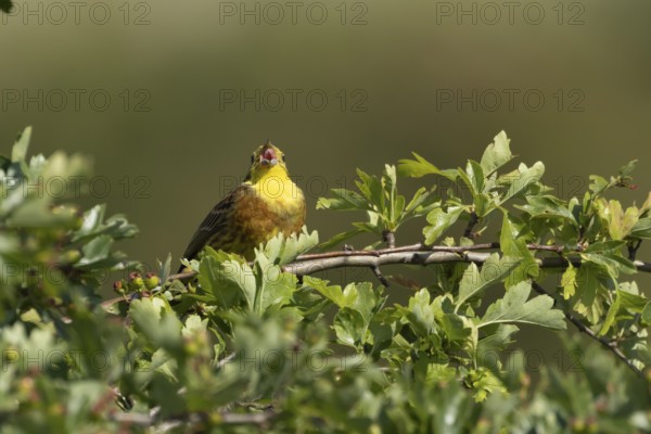 Yellowhammer (Emberiza citrinella) adult male bird singing in a hawthorn hedgerow in summer, England, United Kingdom