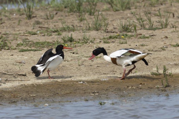 Eurasian oystercatcher (Haematopus ostralegus) adult wading bird fighting with a Shelduck (Tadorna tadorna) on an island in summer, RSPB Minsmere nature reserve, Suffolk, England, United Kingdom