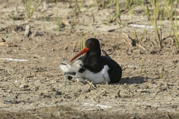 Eurasian oystercatcher (Haematopus ostralegus) adult wading bird seemingly adopted a Pied avocet (Recurvirostra avosetta) juvenile baby chick on an island in summer, RSPB Minsmere nature reserve, Suffolk, England, United Kingdom