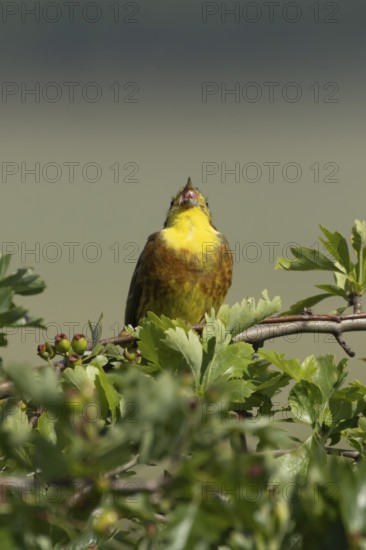 Yellowhammer (Emberiza citrinella) adult male bird singing in a hawthorn hedgerow in summer, England, United Kingdom