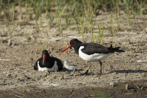 Eurasian oystercatcher (Haematopus ostralegus) two adult wading birds seemingly adopted a Pied avocet (Recurvirostra avosetta) juvenile baby chick on an island in summer, RSPB Minsmere nature reserve, Suffolk, England, United Kingdom
