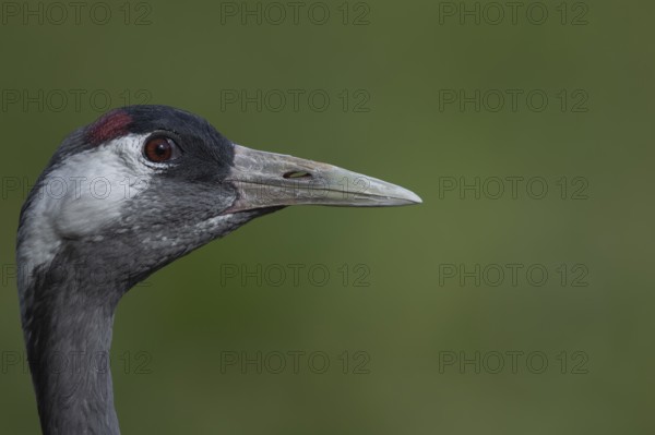 Common crane (Grus grus) adult bird head portrait, England, United Kingdom