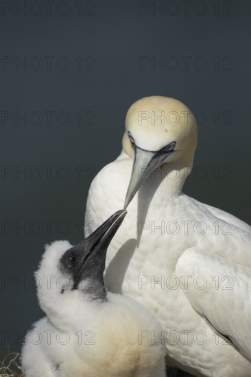 Northern gannet (Morus bassanus) adult parent bird and juvenile baby chick seabirds on a nest on a coastal cliff top in summer, RSPB Bempton cliffs nature resevre, Yorkshire, England, United Kingdom