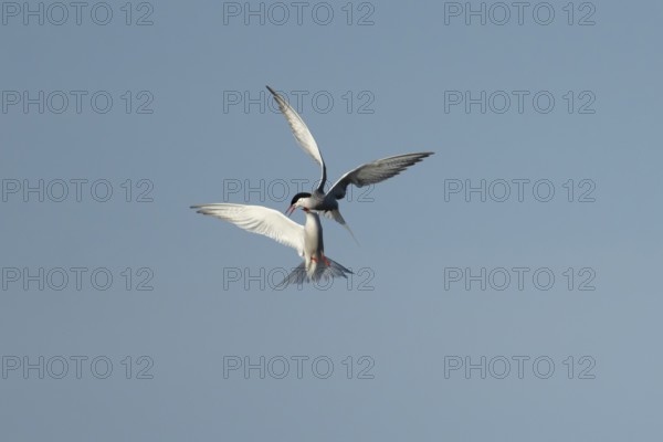 Common tern (Sterna hirundo) two adult birds displaying in flight in summer, England, United Kingdom