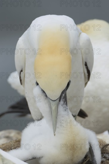Northern gannet (Morus bassanus) adult parent bird feeding a juvenile baby chick seabird on a nest on a coastal cliff top in summer, RSPB Bempton cliffs nature resevre, Yorkshire, England, United Kingdom