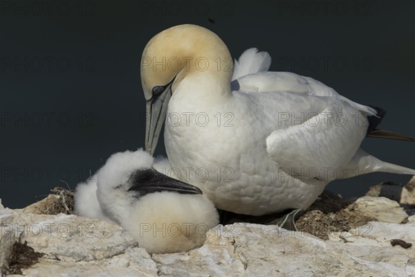 Northern gannet (Morus bassanus) adult parent bird and juvenile baby chick seabirds on a nest on a coastal cliff top, RSPB Bempton cliffs nature resevre, Yorkshire, England, United Kingdom