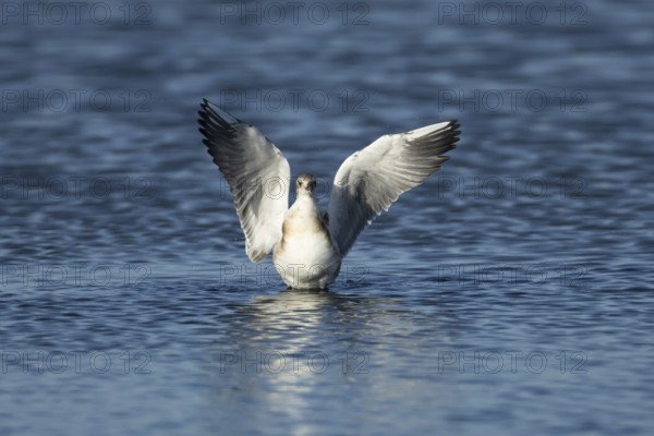 Black headed gull (Chroicocephalus ridibundus) juvenile baby chick stretching its wings in shallow water in the summer, England, United Kingdom