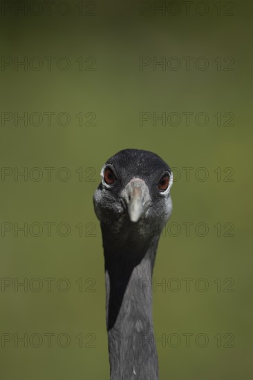 Common crane (Grus grus) adult bird head portrait, England, United Kingdom