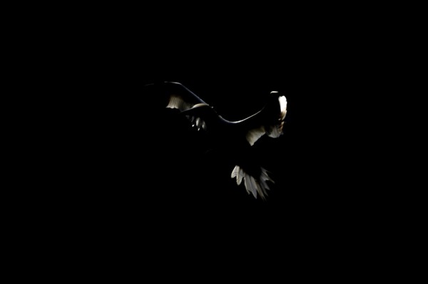 Northern gannet (Morus bassanus) adult seabird flying backlit against a coastal cliff top in summer, RSPB Bempton cliffs nature resevre, Yorkshire, England, United Kingdom