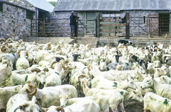 Sheep shearing, Rosebush, Maenclochog, Preseli Mountains, Pembrokeshire, Wales, UK 27 June 1972