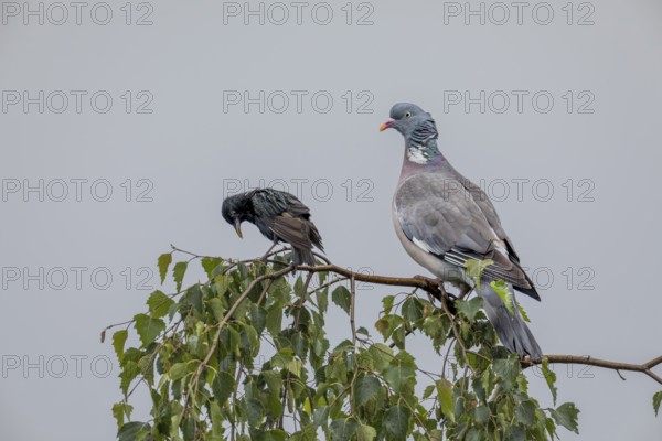 Wood pigeon (Columba palumbus) and starling (Sturnus vulgaris) drying their feathers after a rain shower, Germany