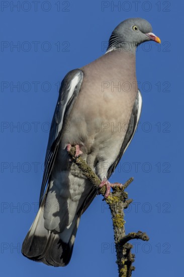 Wood pigeons (Columba palumbus) like to perch on the tops of solitary trees and observe their surroundings, Germany