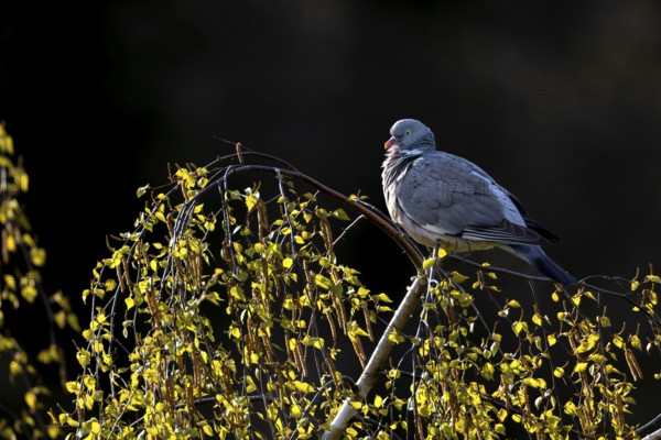 Wood pigeon (Columba palumbus) resting on a birch tree, Germany