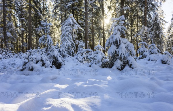 Snowy winter forest in morning sunlight, Mondseeland, Salzkammergut, Upper Austria, Austria