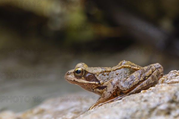 The Common Frog (Rana temporaria) near Bad Reichenhall in the Alps. The Common Frog in the clear water of the mountain stream