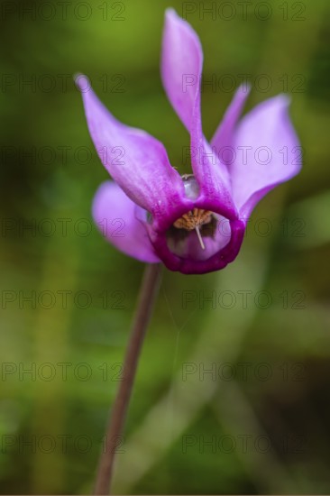 Delicate cyclamen blossom in Bad Reichenhall. Close-up of flowers on hiking trail in the Alps