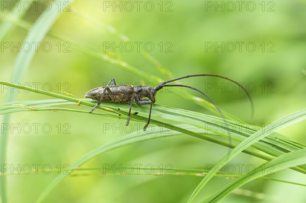Close-up of a monochrome longhorn buck on a blade of grass in a natural setting. Bad Reichenhall, Germany