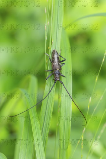 Close-up of a monochrome longhorn buck on a blade of grass in a natural setting. Bad Reichenhall, Germany