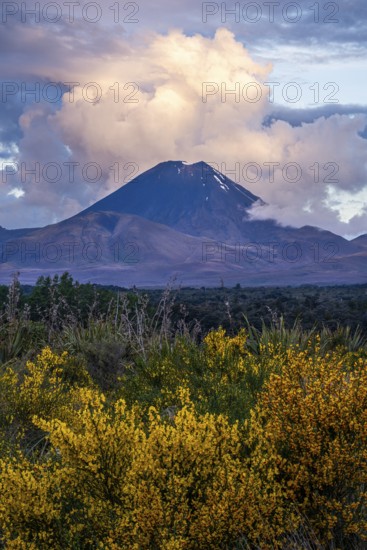 Mount Ngauruhoe in the evening at sunset. Blooming broom in the foreground. Tongariro National Park, North Island, New Zealand