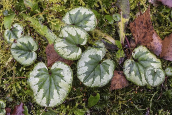 Early spring cyclamen (Cyclamen coum), Emsland, Lower Saxony, Germany