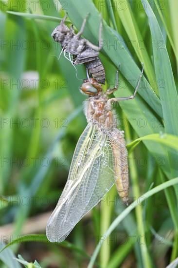 Hairy dragonfly (Brachytron pratense), freshly hatched animal on a reed stem with exuviae, Peene Valley nature park Park, Mecklenburg-Western Pomerania, Germany