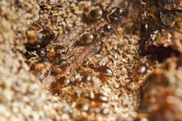 Lasius fuliginosus (Lasius fuliginosus), workers at the nest, ants inhabiting dead wood, Peene Valley nature park Park, Mecklenburg-Western Pomerania, Germany