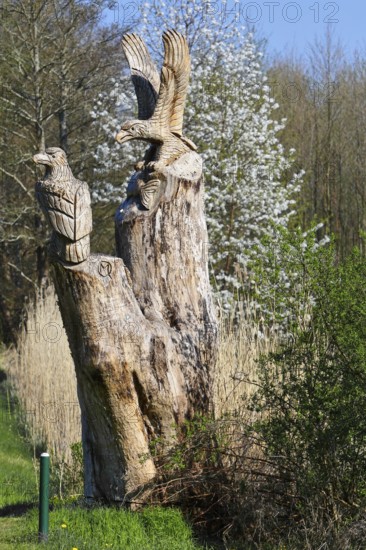 Carved sculpture of a white-tailed eagle (Haliaeetus albicilla) from a tree on the River Peene at the Alt Plestlin water hiking rest area, work by a sculptor, Peene Valley nature park Park, Mecklenburg-Western Pomerania, Germany