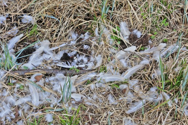Mute swan (Cygnus olor), remnant of a beaten animal, predator, feathers of an etching, Peene Valley nature park Park, Mecklenburg-Western Pomerania, Germany