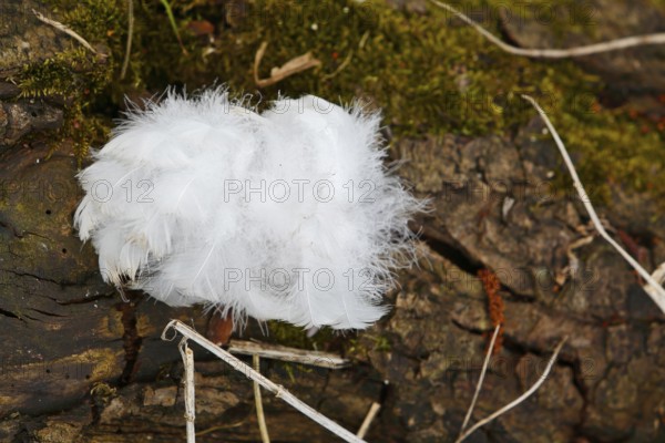 Mute swan (Cygnus olor), tuft of down feathers, Peene Valley nature park Park, Mecklenburg-Western Pomerania, Germany