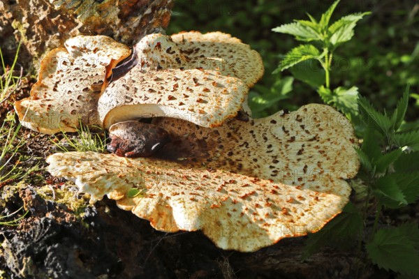 Scaly stem porling (Cerioporus squamosus) on dead wood, Peene Valley nature park Park, Mecklenburg-Western Pomerania, Germany