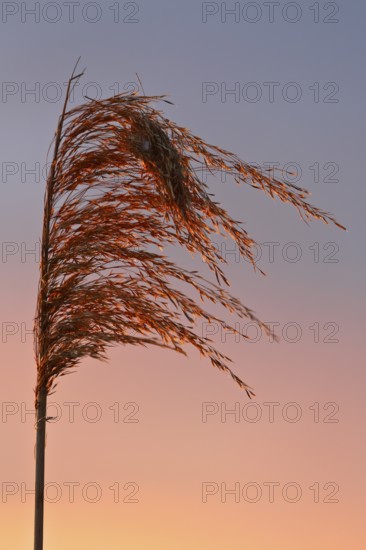 Reed grass seeds at sunset, reed tassel, Peenetal nature park Park, Mecklenburg-Western Pomerania, Germany