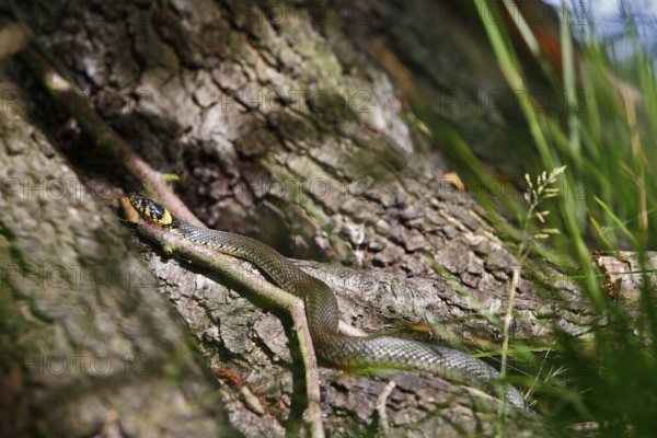 Grass snake (Natrix natrix), resting animal in the sun, grass snake sunbathing, Peene Valley nature park Park, Mecklenburg-Western Pomerania, Germany