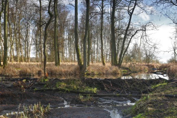 Beaver (Castor fibre), stream dammed by beaver, dam, Peene Valley nature park Park, Mecklenburg-Western Pomerania, Germany