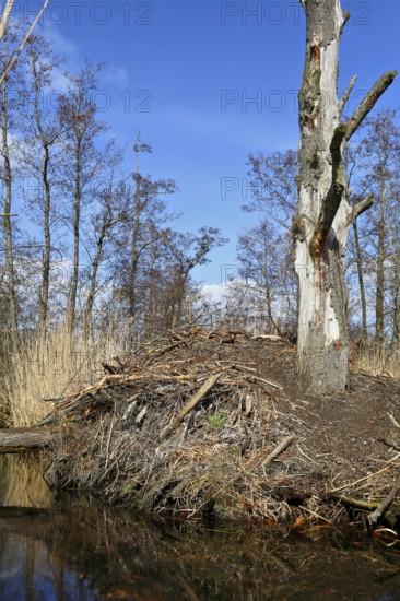 Beaver (Castor fibre), castle of a beaver on the banks of the Peene, dwelling of a beaver, Peene Valley nature park Park, Mecklenburg-Western Pomerania, Germany
