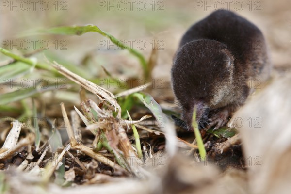Wood shrew (Sorex araneus), foraging, Peene Valley nature park Park, Mecklenburg-Western Pomerania, Germany