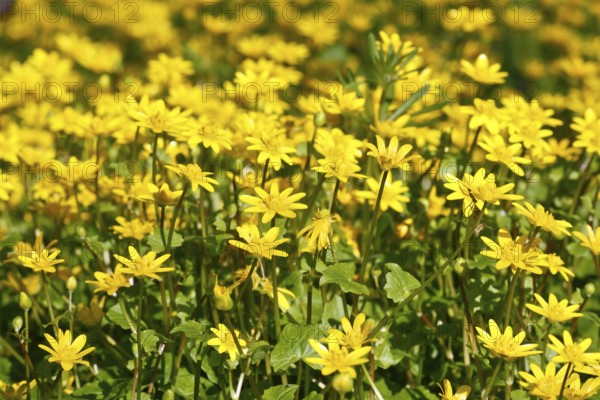 Lesser celandine (Ficaria verna, synonym: Ranunculus ficaria L.), flowers in a damp location, Peene Valley nature park Park, Mecklenburg-Western Pomerania, Germany