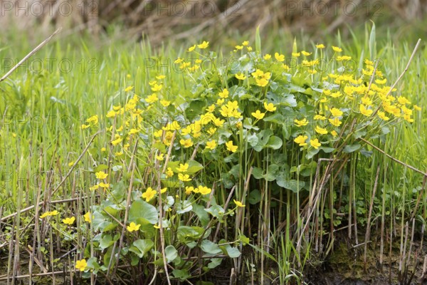 Marsh marigold (Caltha palustris), flowers in a wetland habitat, Peene Valley nature park Park, Mecklenburg-Western Pomerania, Germany