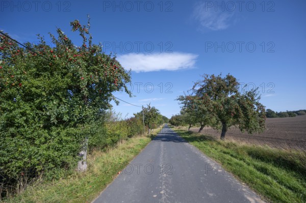 Apple tree avenue (Malus) with ripe fruit on a country road, Othenstorf, Mecklenburg-Vorpommern, Germany